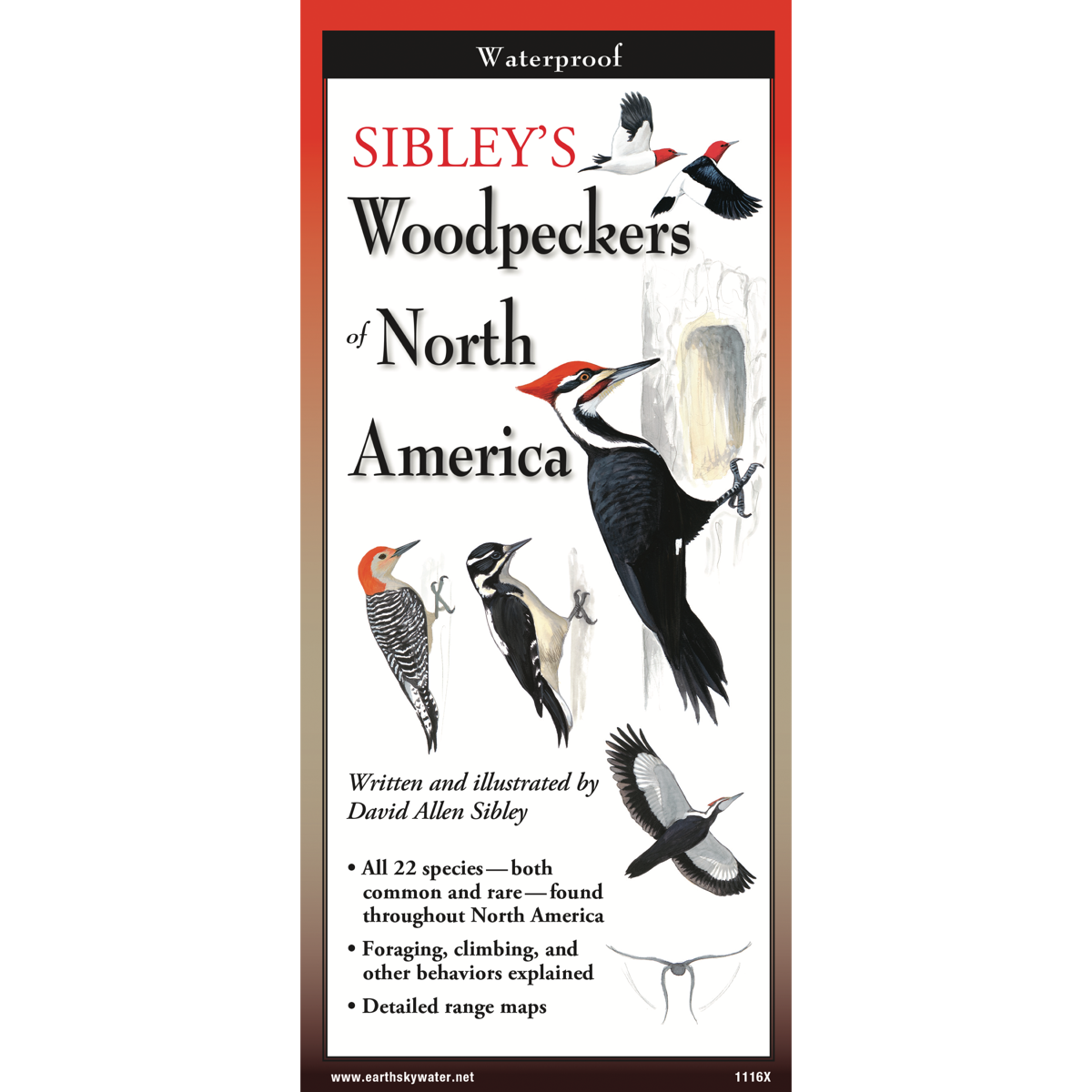 Sibley's Woodpeckers of North America