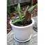 Bigfoot Walking Flowerpot Spike