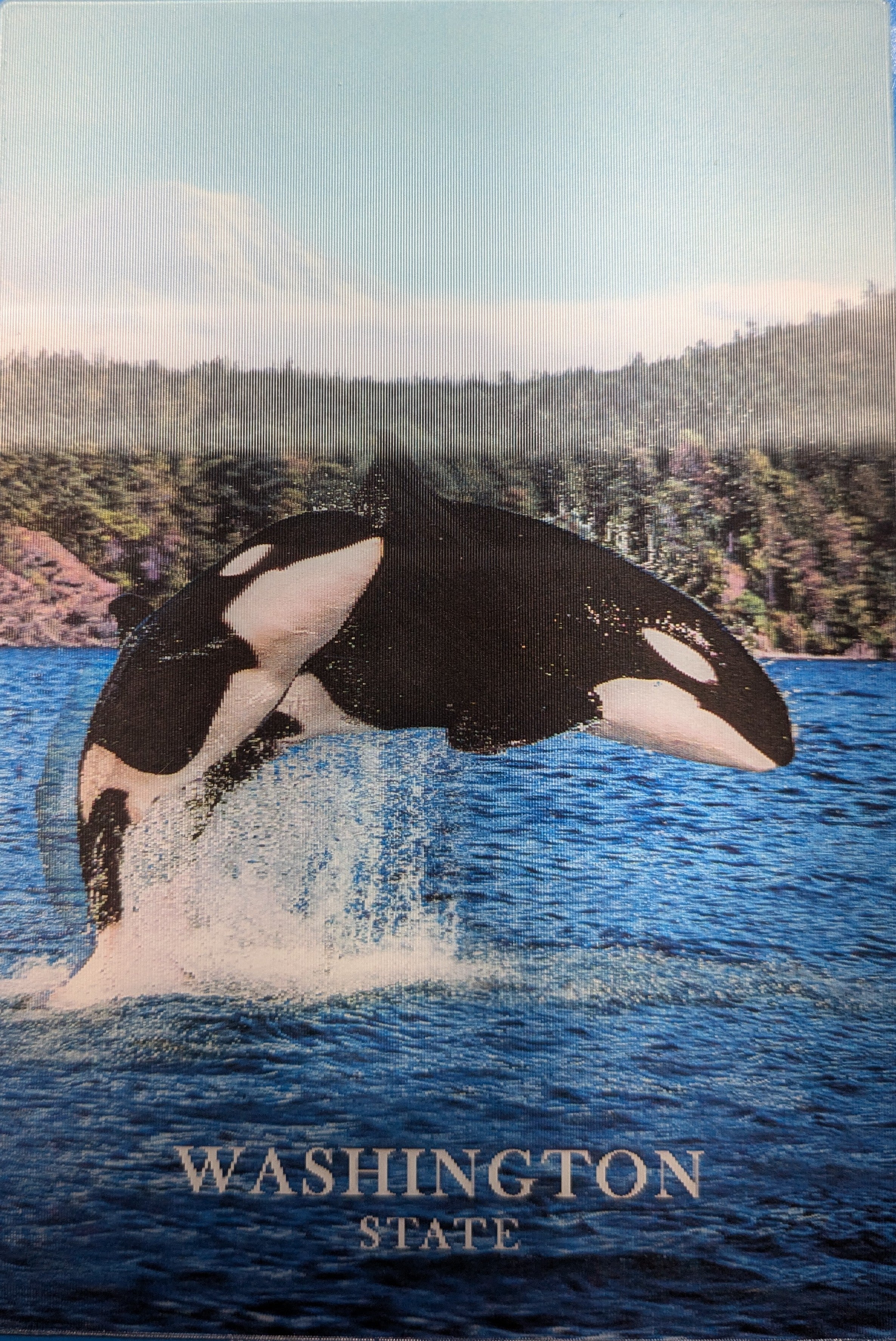 Orcas 3D Postcard