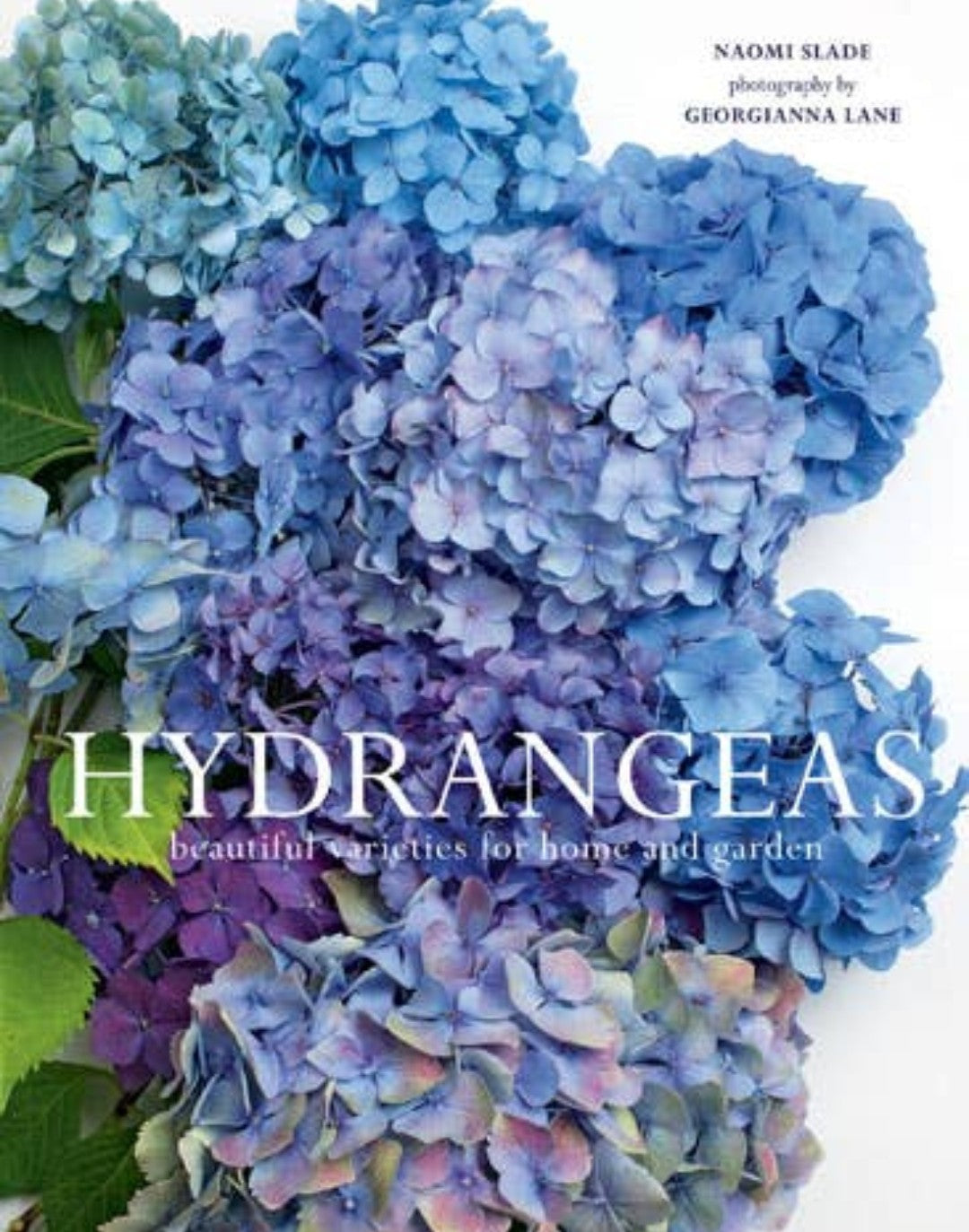 Hydrangeas: beautiful varieties for home and garden