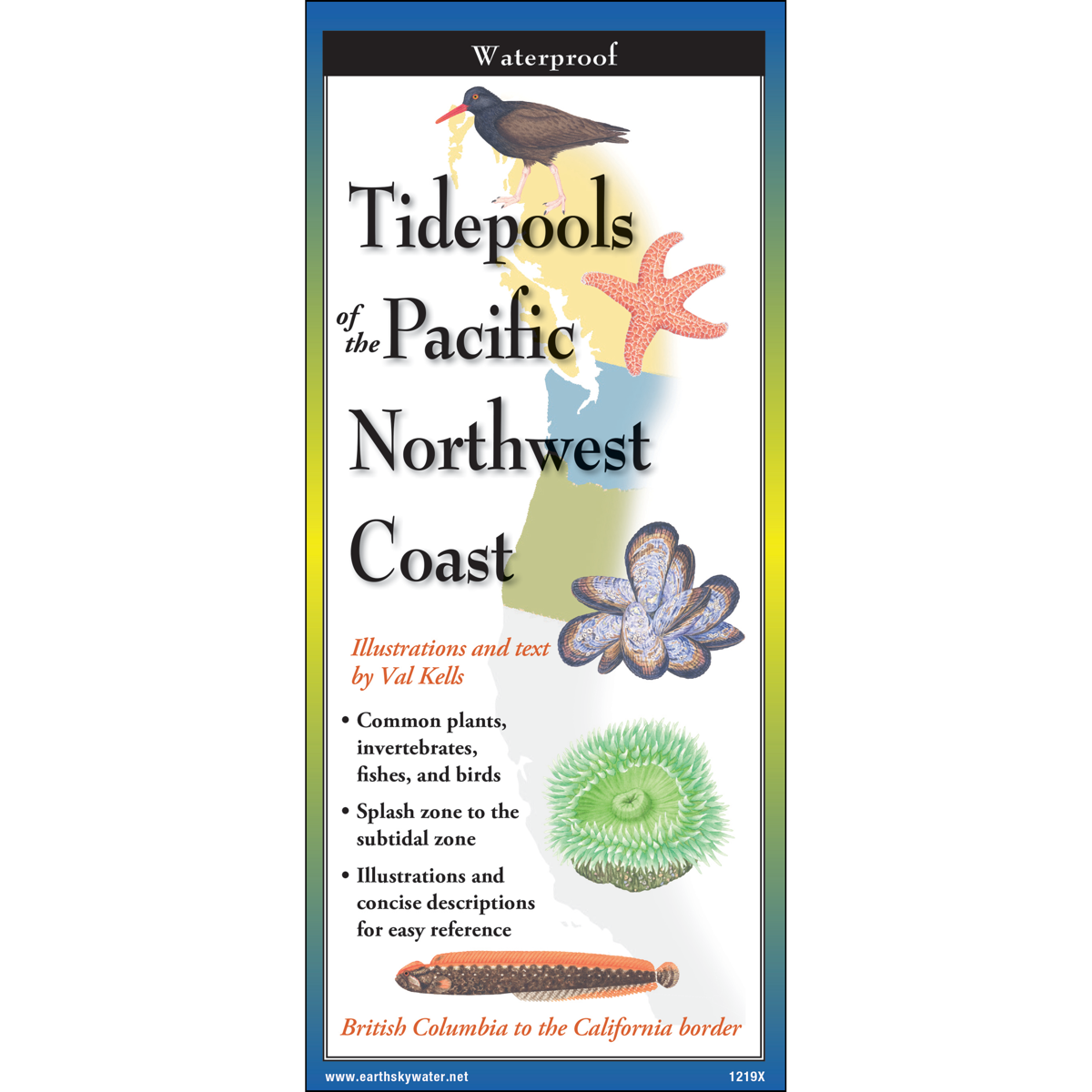 Sibley's Tidepools of the Pacific Northwest