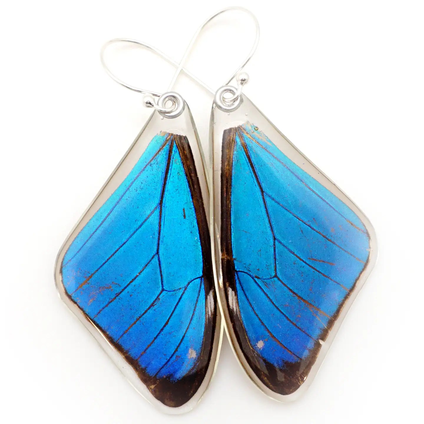 Blue A Morpho Aega Butterfly Earrings