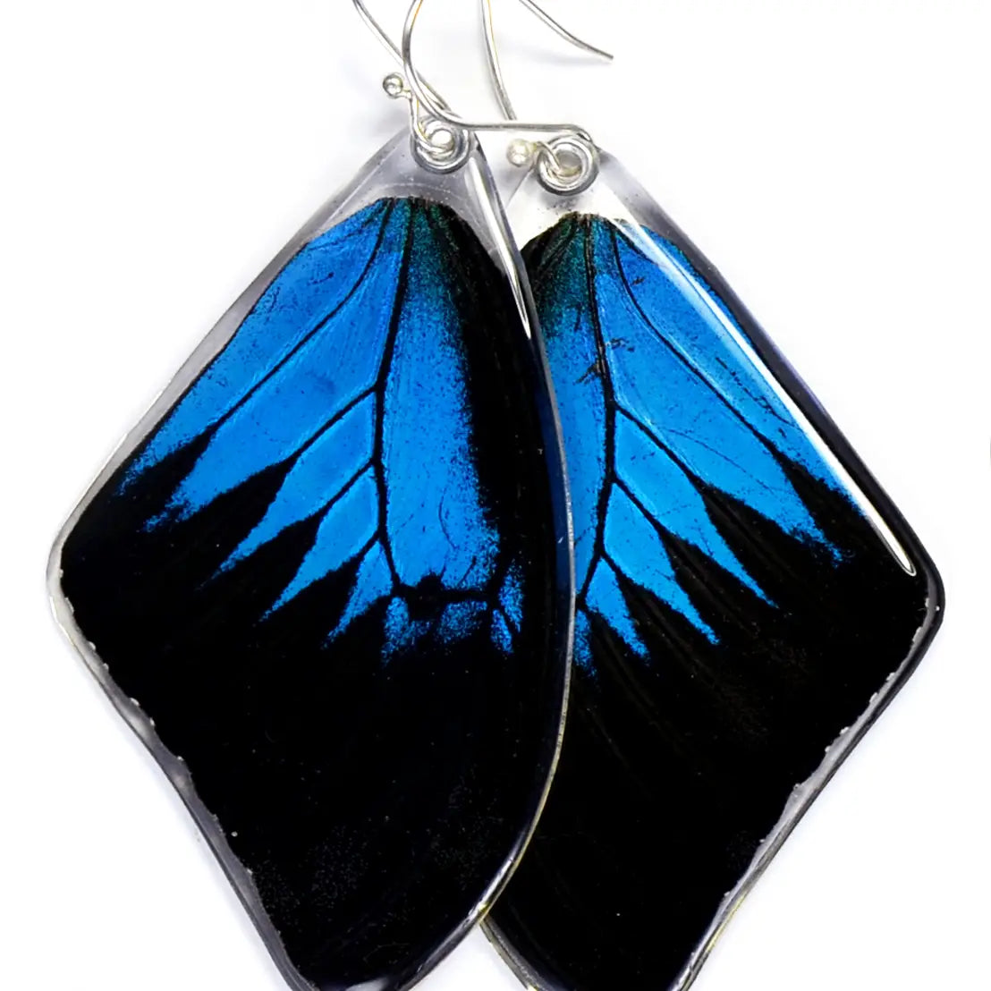 Papilio Ulysses Mountain Blue Swallowtail Butterfly Earrings