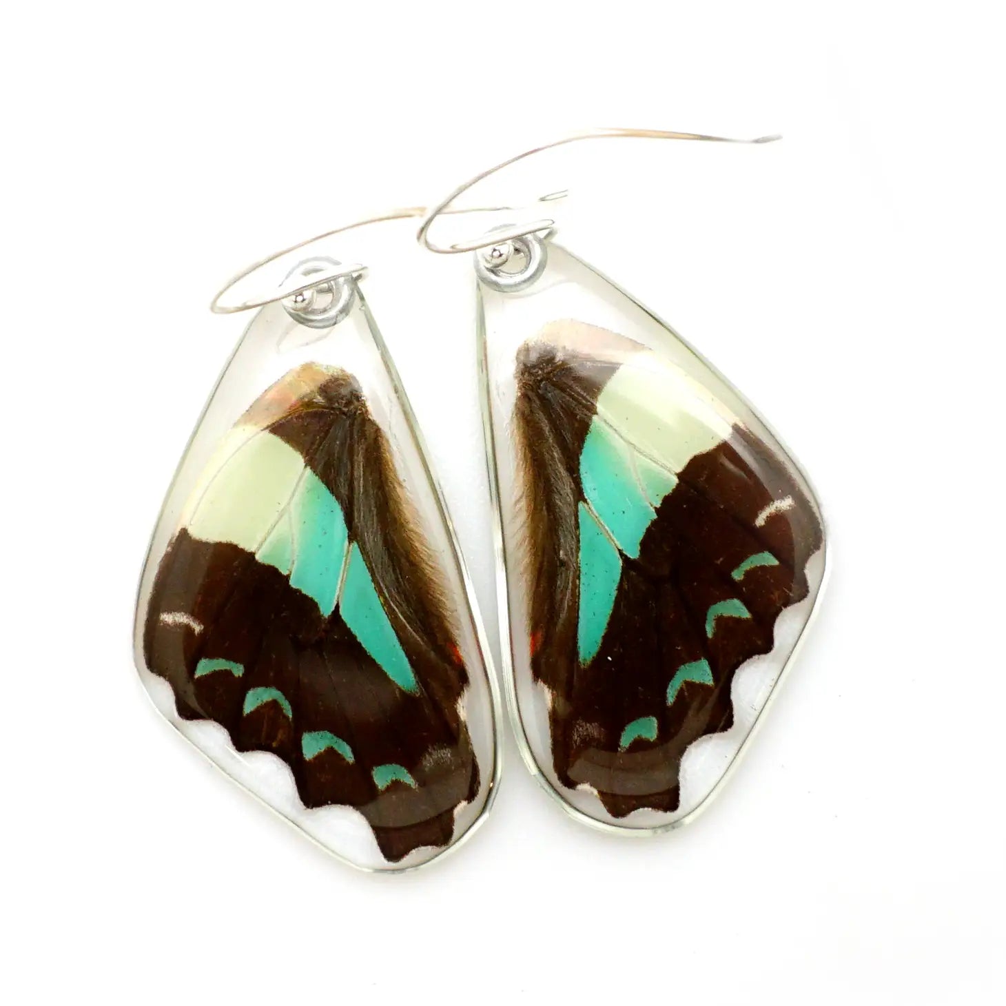 Graphium Serpedon Bluebottle Butterfly