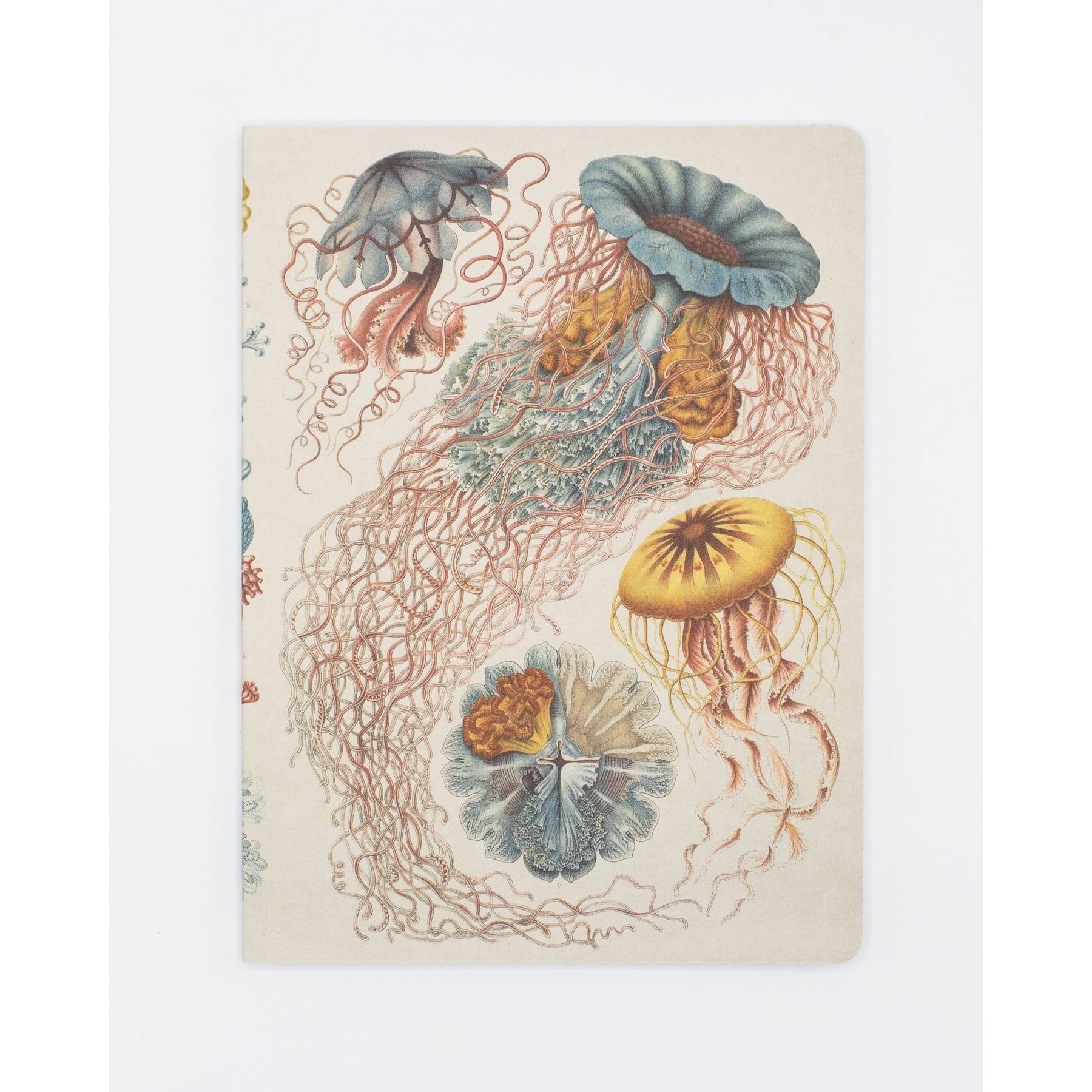 Haeckel Jellyfish Softcover