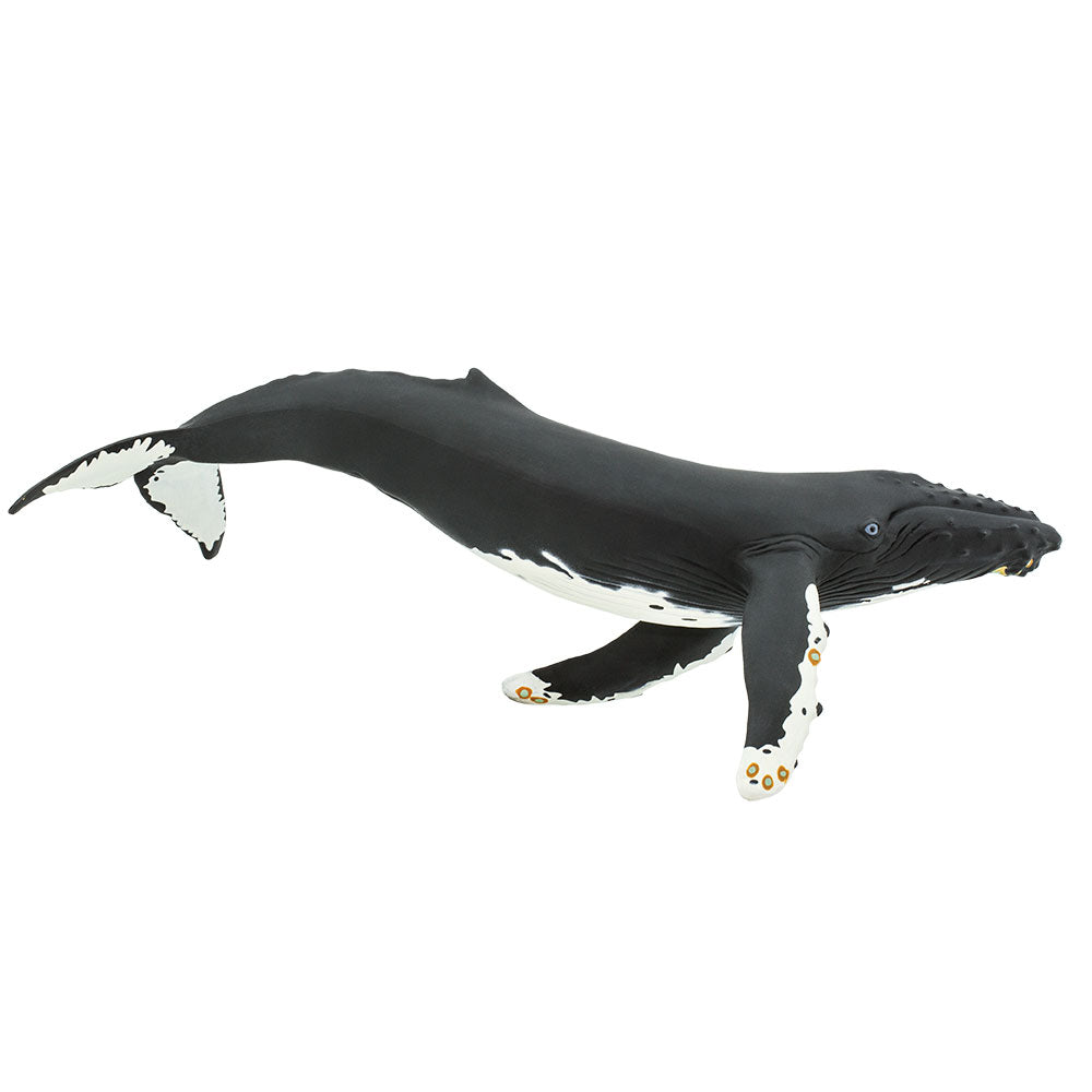 Humpback Whale