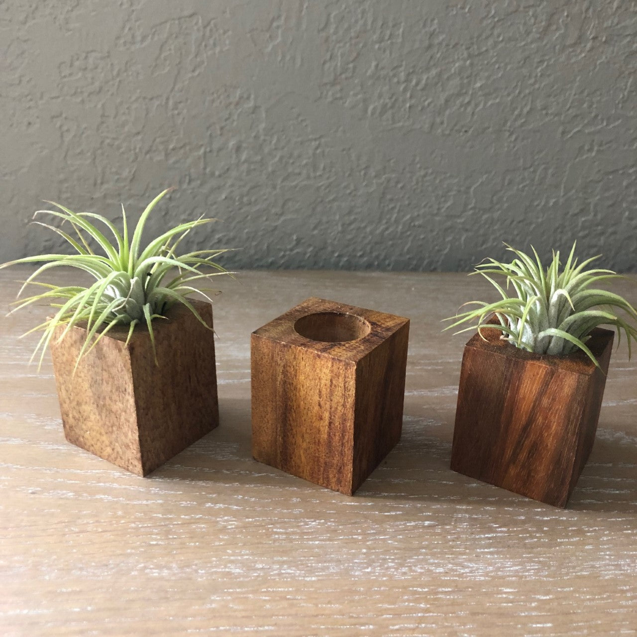 Mini Oak Wood Air Plant Holders