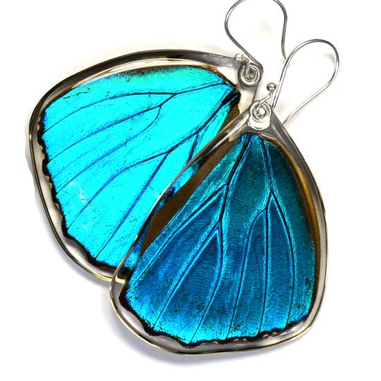 Blue A Morpho Aega Butterfly Earrings