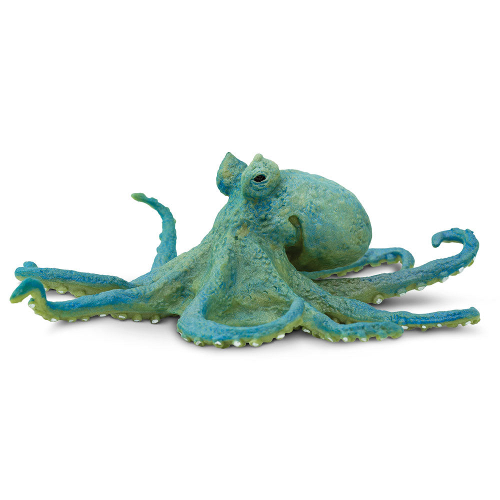 (Pre Order) Octopus