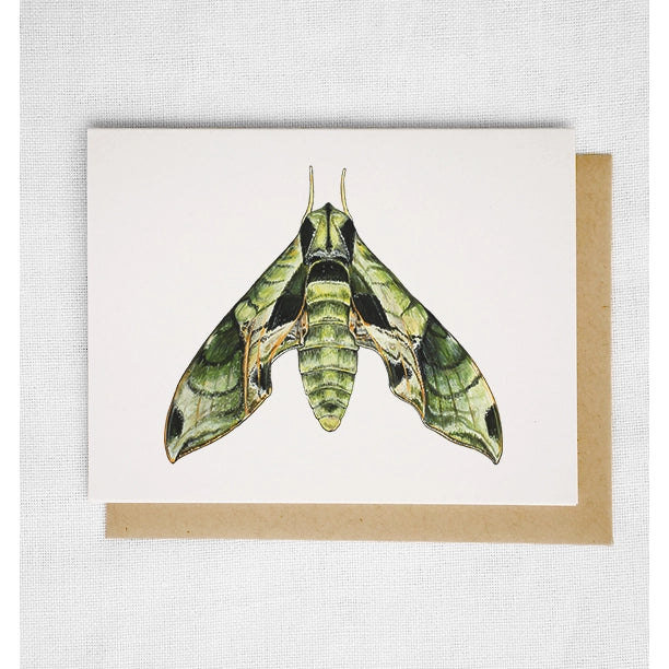 Pandora Sphinx Moth Card