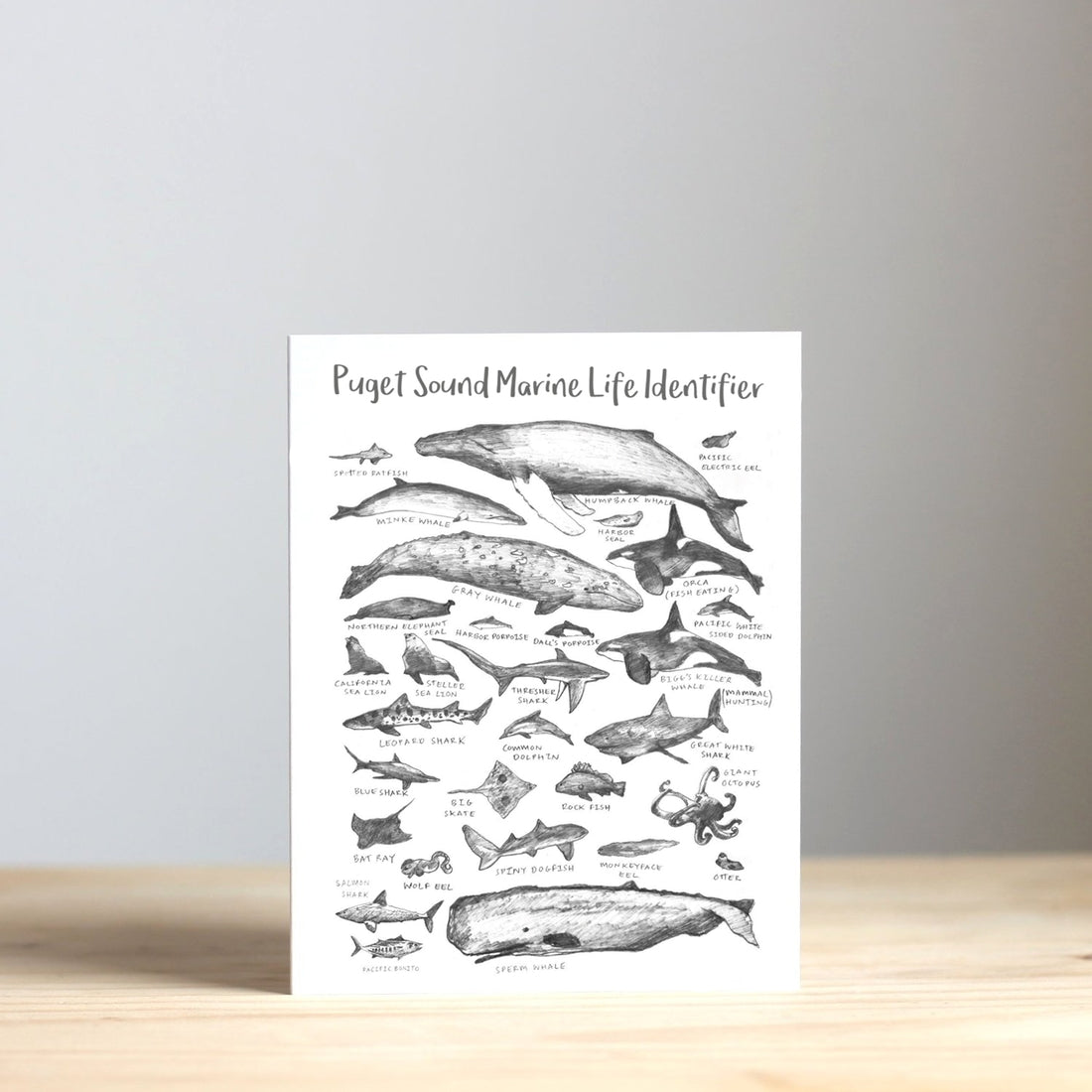 Puget Sound Marine Life Identifier Greeting Card