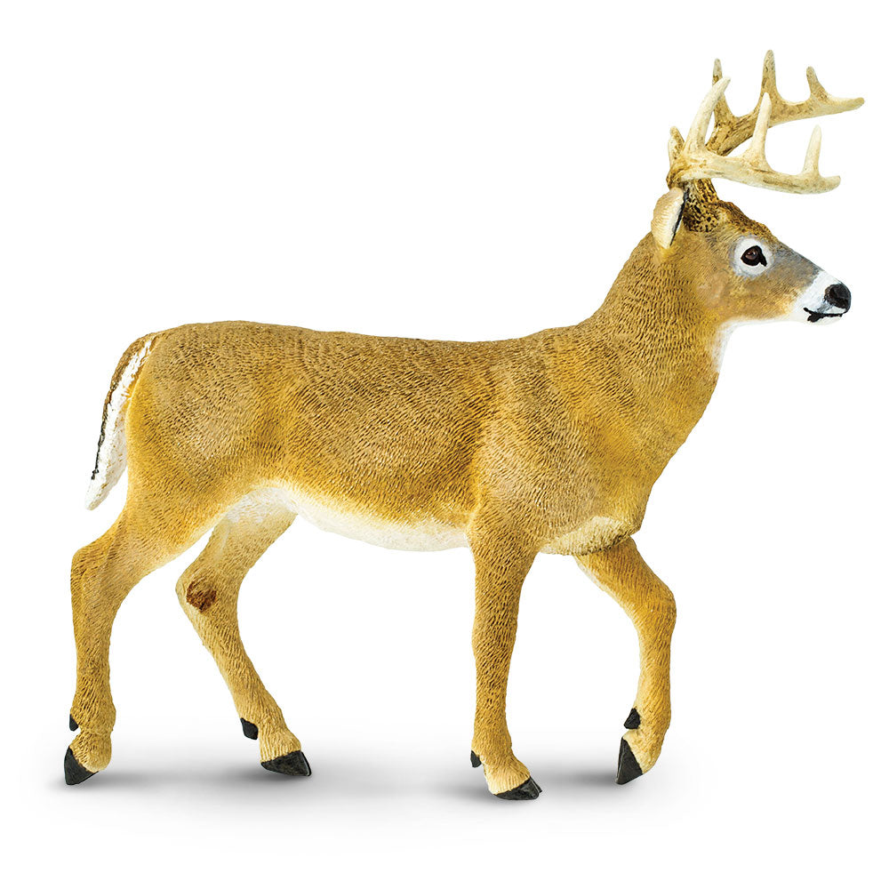 Whitetail Buck