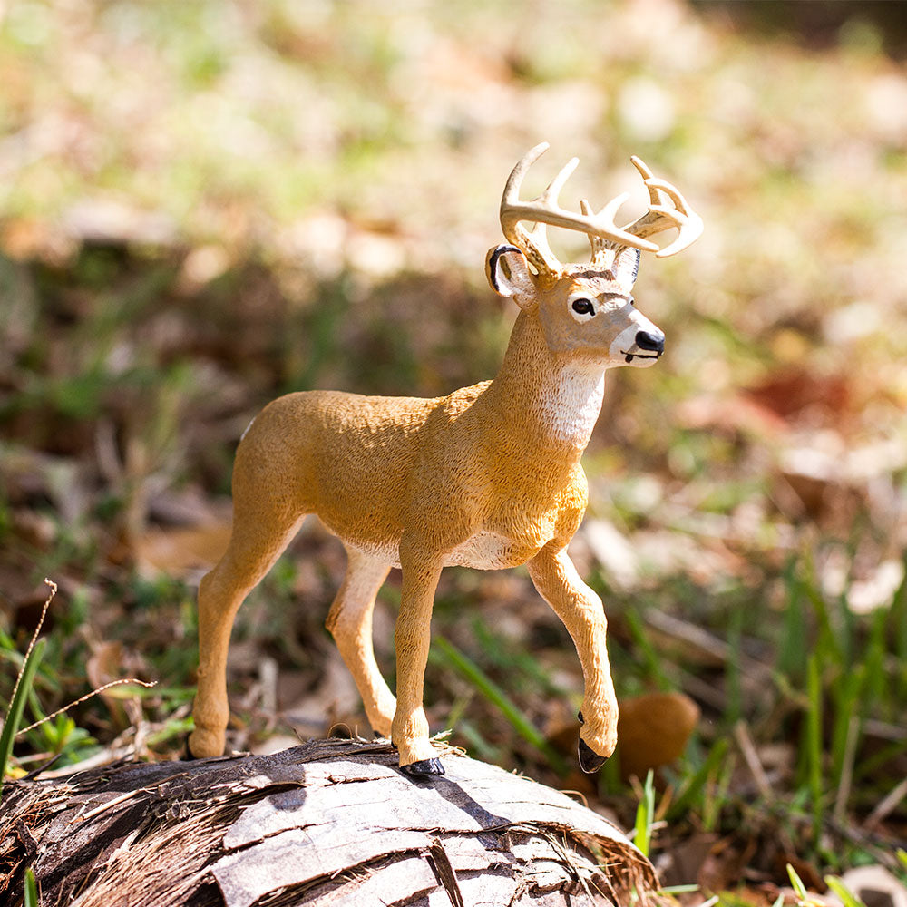 Whitetail Buck