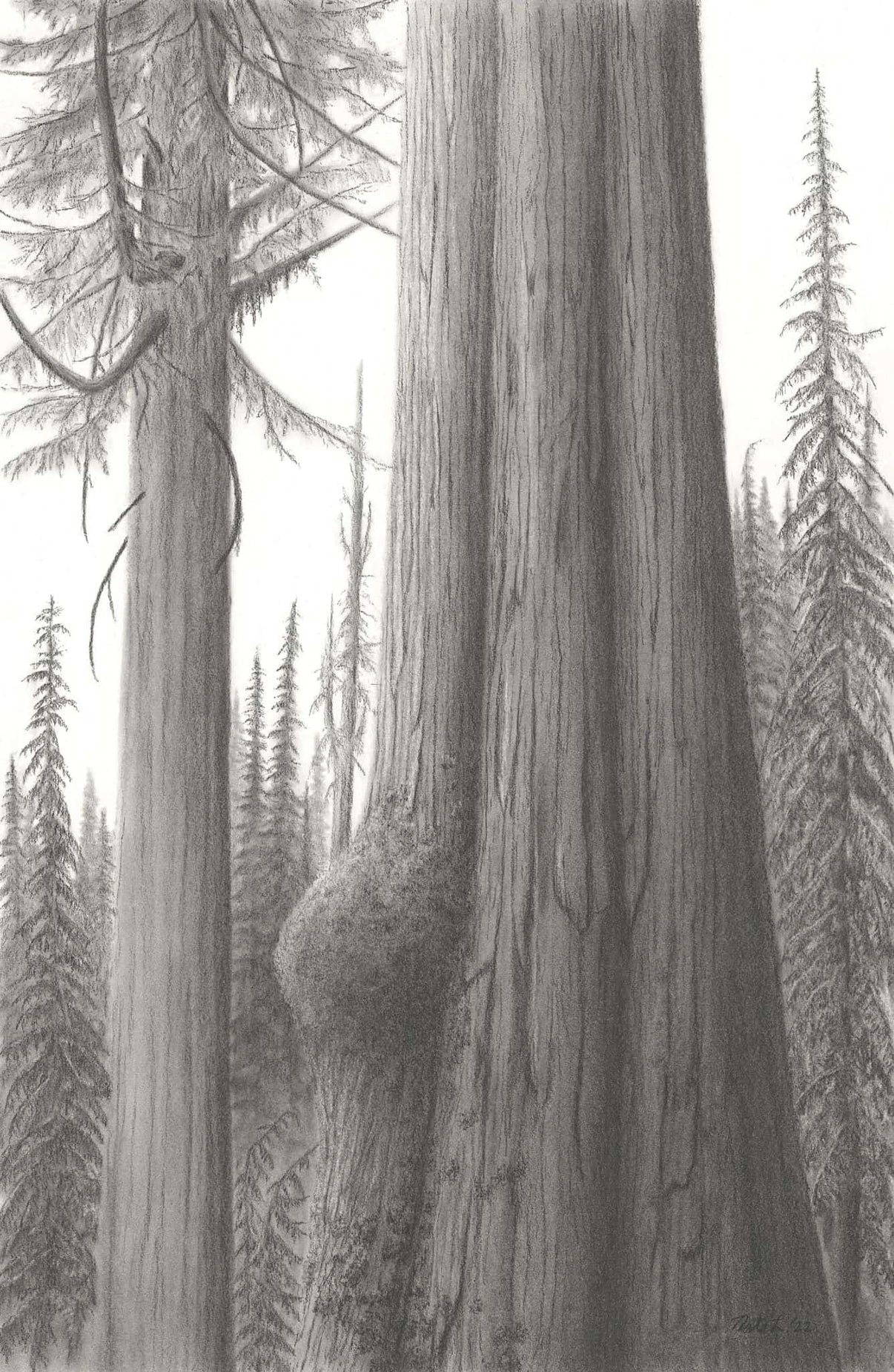 "Quinault Rainforest" by Nate Lundgren (Matted Print)