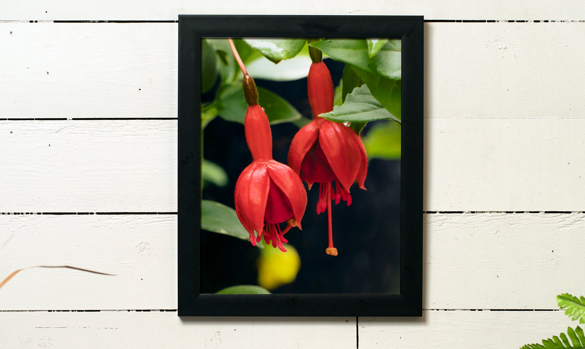 Hanging Red Flower Print